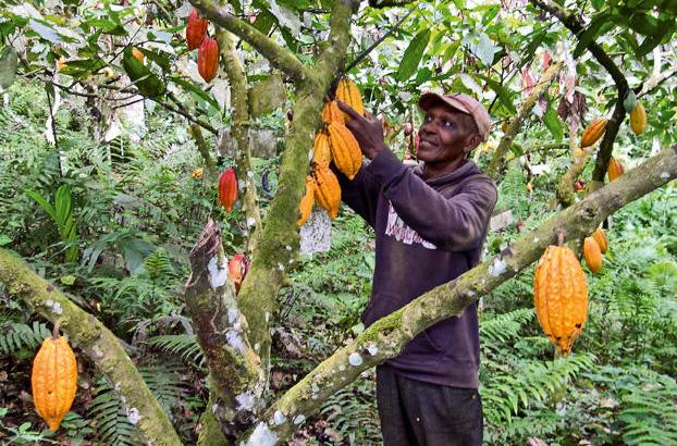 Kakao Kamerun Terancam Hujan, RI Berpeluang Tingkatkan Kapasitas Ekspor
